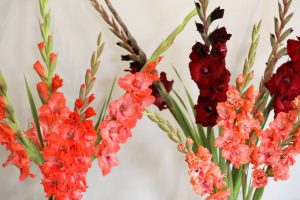 Sārtas un tumši sarkanas gladiolas – tradicionālie Zinību dienas ziedi.