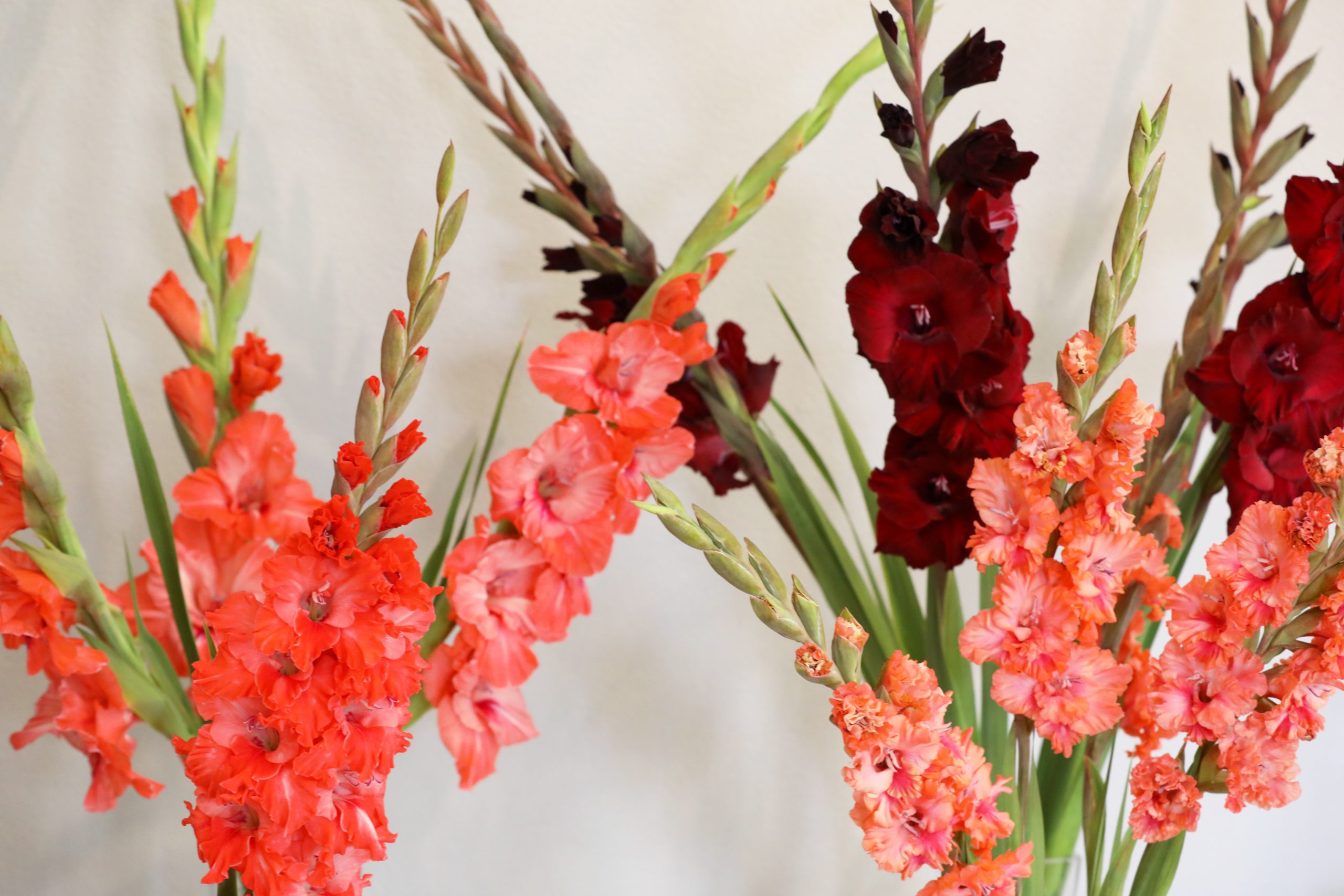 Sārtas un tumši sarkanas gladiolas – tradicionālie Zinību dienas ziedi.