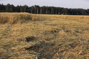 Labības lauks, kurā daļa stiebru ir nogāzta veldrē