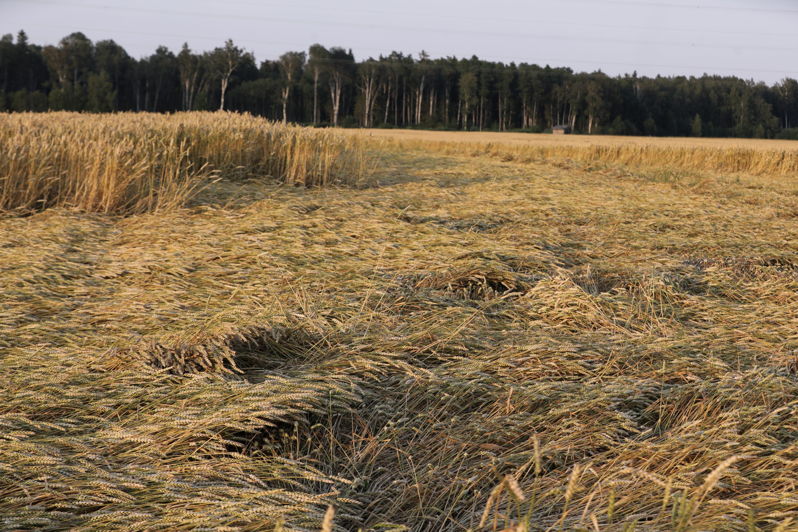 Labības lauks, kurā daļa stiebru ir nogāzta veldrē