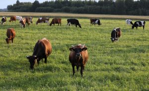 Govis ganās zaļā pļavā lauku ainavā