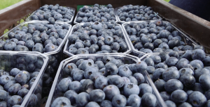 Svaigi lasītas krūmmellenes plastmasas kastītēs Staiceles saimniecībā.
