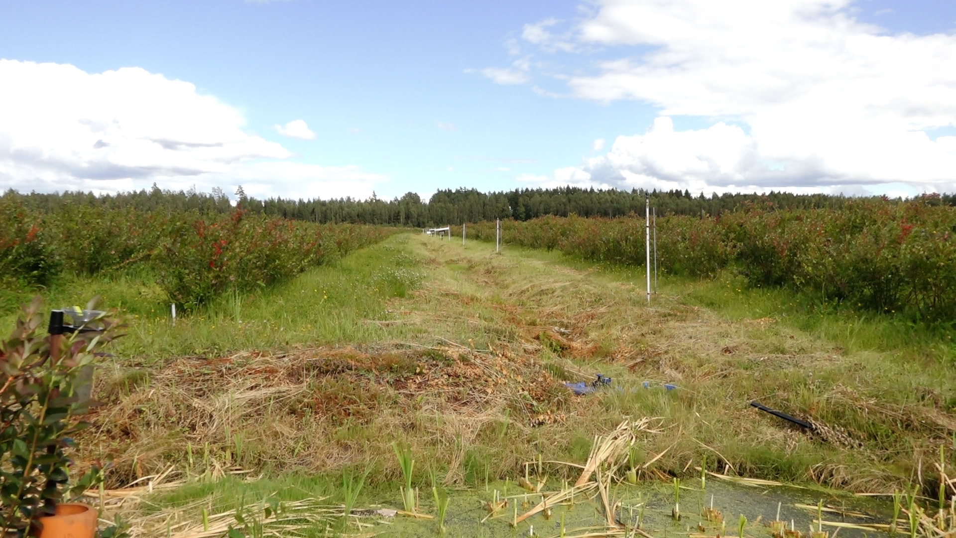 Bijušais kūdras purvs, kas pārvērsts par melleņu audzēšanas lauku.