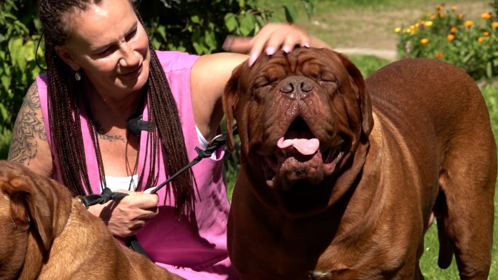 Sieviete glāsta Bordo dogu ar aizvērtām acīm