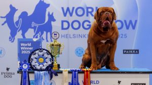 Bordo dogs Tosa ar medaļām un kausu uz pjedestāla Helsinkos