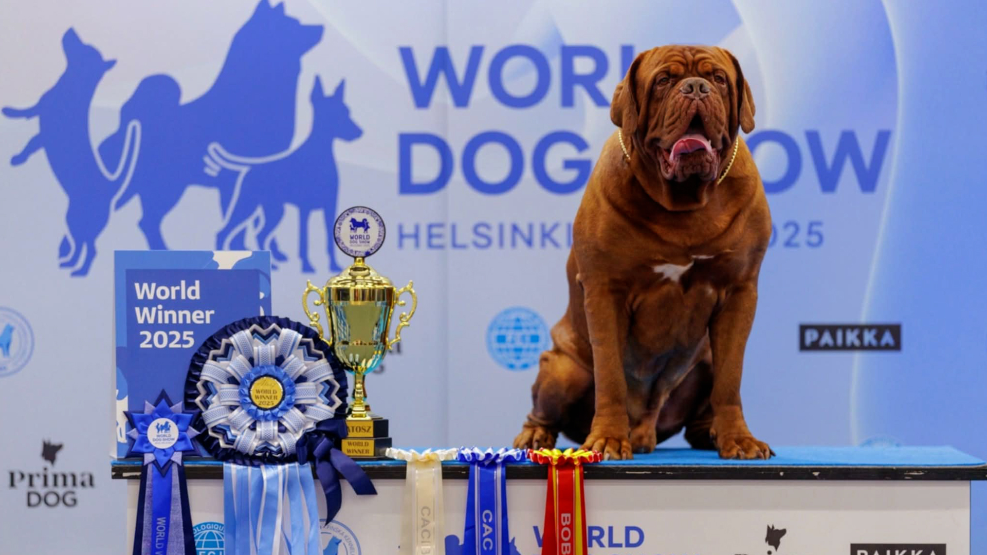 Bordo dogs Tosa ar medaļām un kausu uz pjedestāla Helsinkos