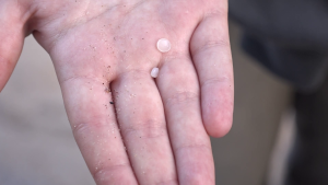 Mikroplastmasas granulas cilvēka plaukstā, atrastas pludmalē