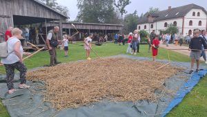 Rudens ir ražas novākšanas laiks. Ausekļu dzirnavās tradicionālajos Pļaujas svētkos ikviens varēja redzēt un pat izmēģināt, ar kādu tehniku ražu novāca, labību izkūla un graudus samala divdesmitā gadsimta sākumā. Ar skaļu svilpienu Ausekļu dzirnavās par atklātiem tiek pasludināti septiņpadsmitie Pļaujas svētki. Brīvdabas muzeja “Ausekļu dzirnavas” saimnieks Mārtiņš Mediņš: “Pļaujas svētkus iedibināja Kārlis Ulmanis. Mēs ar šiem Pļaujas svētkiem vēlamies parādīt latviskumu. Latviešu darba rīkus un latviešu tradīcijas, kā tas viss notika pirms simts un vairāk gadiem. Jaunā paaudze daudz ko no šīm mašīnām un iekārtām nav redzējusi, bet mēs to visu ņemam laukā un rādām cilvēkiem, lai nezūd latviskais darba tikums, lai cilvēki redz, kā strādā.” Ausekļu dzirnavu saimnieks pats ir cieši saistīts ar lauksaimniecību, un arī muzejā visi senie darba rīki ir gatavi lietošanai. Tūlīt pēc atklāšanas, kad iesvētīti jaunie dzirnavu spārni, jo iepriekšējie neesot izturējuši vētras spēku, saimnieks ierūcina gadsimtu senu traktoru. Tam piebiedrojas arī nedaudz jaunāka tehnika, lai no lauka novāktu un atvestu kartupeļus un citus dārzeņus. Jāpiebilst, ka senāk laikietilpīgo darbu veikšanai rīkoja talkas, kurās piedalījās radi, draugi un kaimiņi. Un neiztika jau arī bez mūzikas un dziesmām. Kad raža novākta, kartupeļus šķiro, vien senos laikos tas notika nedaudz savādāk. Tomēr lielākā ņemšanās bijusi ar labības kulšanu, un, iespējams, tieši tāpēc šī tehnika attīstījusies visstraujāk. Vispirms šim nolūkam izmantots sprigulis, ko vēlāk nomainīja daudz modernāka iekārta, skaidro Mārtiņš Mediņš: “Tas dīvainais agregāts tika izdomāts tad, kad vēl nebija izdomāti dīzeļi, kad nebija izdomātas petrolejas mašīnas, benzīna motori, tad, kad visus darbus lauku sētā veica ar zirgiem. Lai atvieglotu kulšanu ar spriguļiem, kas bija ļoti grūts process, lai atvieglotu smago roku darbu, kas saistīts ar malšanu, kulšanu, izmantoja zirgu spēku, un to sauc par zirga ģēpeli.” Divdesmitā gadsimta 30. gadu otrajā pusē Latvijā sāka ražot kuļmašīnas “Imanta” 1937. gadā tāda maksājusi 4620 latus. Ausekļu dzirnavās seno kuļmašīnu darbina Anglijā ražots ar malku kurināms dampis. “Vienā vārdā latviski ir dampis. Tāds pats kā tvaika lokomotīve, tikai tas ir vairāk domāts lauksaimniecībā – pie kulšanas, gaterī pie baļķu zāģēšanas,” stāsta muzeja pārstāvji. Kad dampis sasniedzis vajadzīgo temperatūru, atskan svilpe, un “Imanta” sāk sparīgi izkult graudus. “Imanta” graudus ne vien izkuļ, bet arī sašķiro pēc lielumiem. Lai tiktu pie miltiem gan vajadzīgas vēl dzirnavas. “Ausekļu” ūdens dzirnavas pirmoreiz tikušas iedarbinātas 1896. gadā un darbojušās līdz 1950. gadam. Tajā pašā vietā arī atjaunotās ūdens dzirnavas, kuru uzdevums saglabāt un parādīt senās malšanas tradīcijas. “Jau gandrīz divdesmit gadi kā atjaunojām. Te no visas Latvijas salasītas detaļas. Viss darbojas, viss griežas un jebkurā laikā jebko var samalt, bet tas jau ir kā muzejs. Uzreiz nesāks, tas nav elektromotors. Viss darbojas tikai uz ūdens spēku. Te ieber graudus. Paceļ augšā uz dzirnakmeņiem. Viens ir kustīgs, otrs nekustīgs. Var regulēt, jo zemāk noregulēsi, jo vairāk saplacinās – būs smalkie, vairāk pacelsi - būs rupjāki,” skaidro muzeja pārstāvji. Un, ja jau ir milti, tad jābūt arī pīrāgiem. Pļaujas svētkos pie maizes mājas garum garā rinda, tikmēr saimnieces raujas vaiga sviedros. Recepte gan atklāta netiek, jo tā tiekot sargāta gluži kā sēņu vietas, bet dažus padomus saimnieces tomēr neliedz: “Labestību, mīlestību un to, ko dara, darīt ar prieku.” Cilvēki demonstrē tradicionālo graudu kulšanu brīvdabas pasākumā