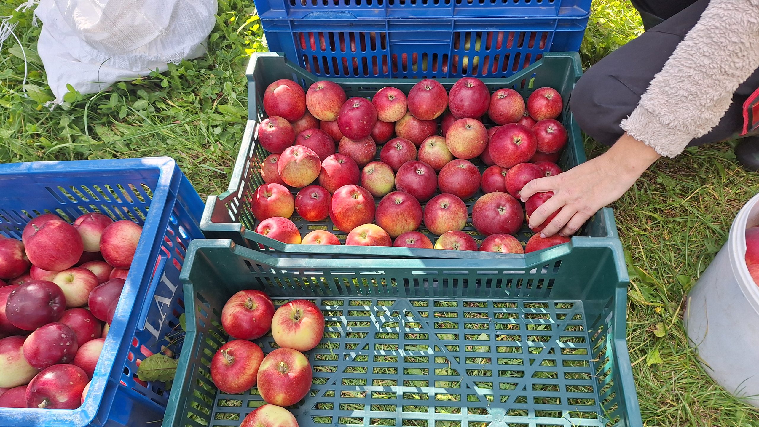Rokas liek svaigi nolasītus, sarkanus ābolus (vēlās rudens šķirnes) zaļā plastmasas kastē, kas stāv zālē.
