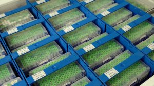 DNS paraugu konteineri laboratorijā