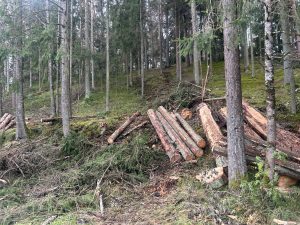 Ogres Zilajos kalnos nozāģēti un sakrauti mizgrauža bojātie egļu stumbri.