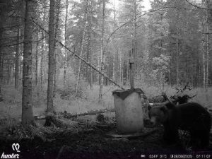 Lācis (jauns brūnais lācis) naktī pie meža dzīvnieku barotavas klātesošs uz medību kameras melnbaltā fotoattēla Talsu novada Rojupes mežos.