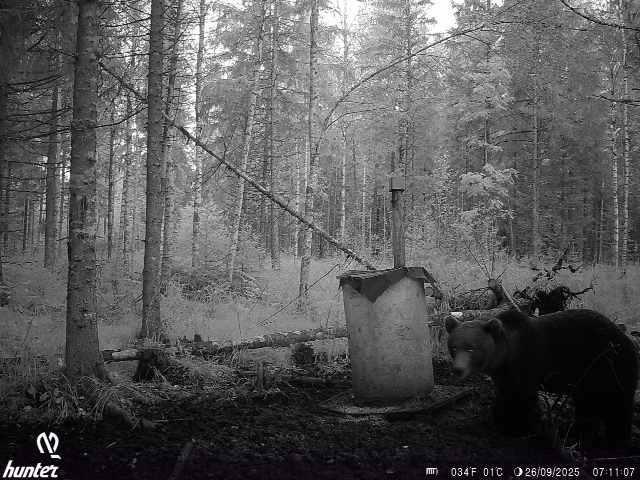 Lācis (jauns brūnais lācis) naktī pie meža dzīvnieku barotavas klātesošs uz medību kameras melnbaltā fotoattēla Talsu novada Rojupes mežos.