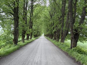Padures aleja ar simtgadīgām liepām un klusu asfaltētu ceļu vasaras zaļumā.