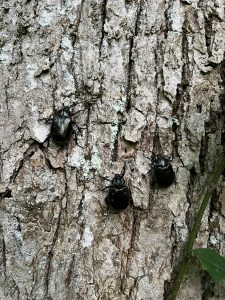 Lapkoku praulgrauzis (Osmoderma barnabita)