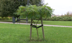 Jaunstādīts kociņš parkā