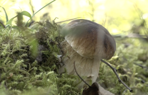 Baravika (Boletus edulis) mežā, starp zaļām sūnām