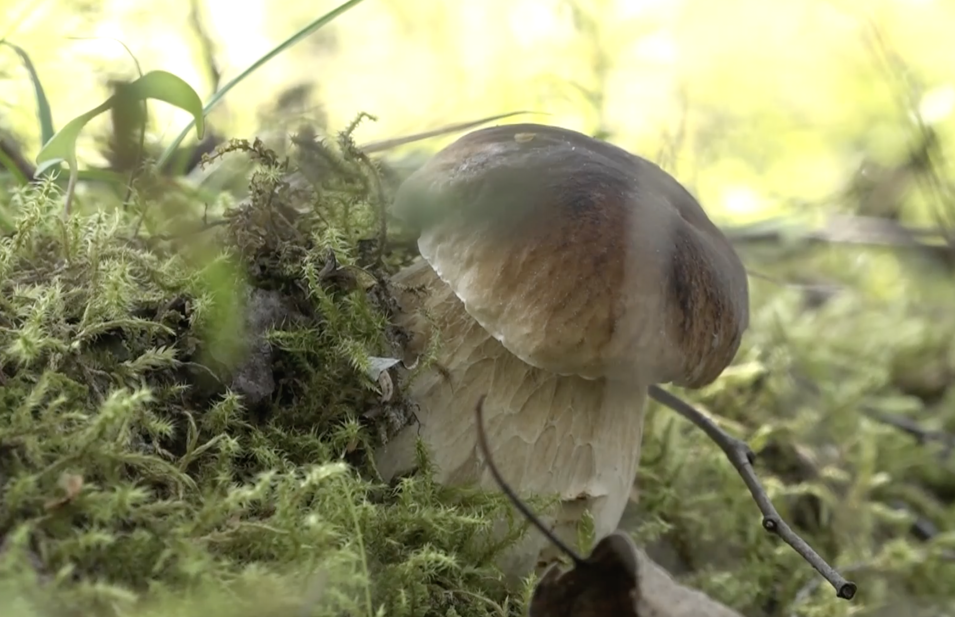 Baravika (Boletus edulis) mežā, starp zaļām sūnām
