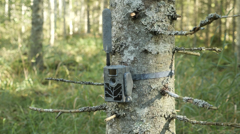 Medību kamera (trail camera) ar antenu, piesieta pie kokā ar sūnām un maziem zariem bagātā mežā.