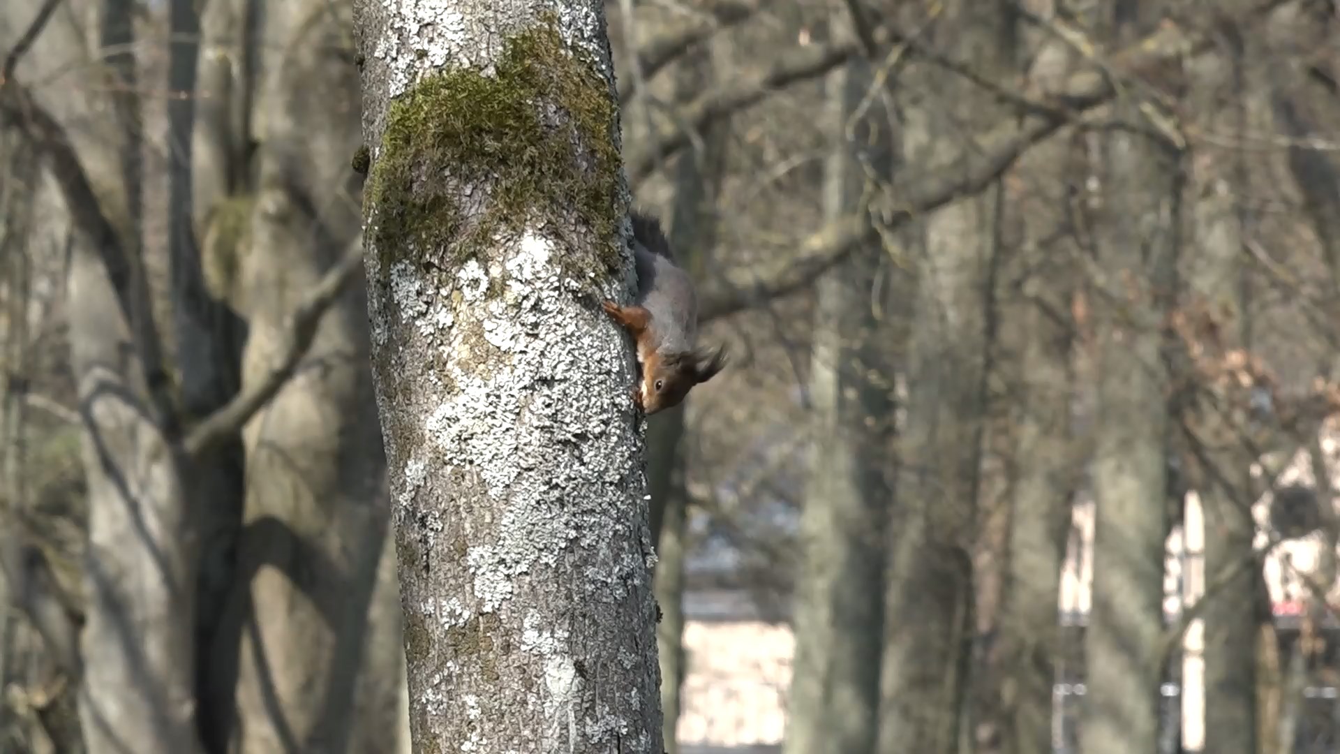 Vāvere rāpjoties lejup pa koku mežā