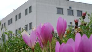 Cēsu audzināšanas iestādes nepilngadīgajiem ēka ar restotajiem logiem fonā un sārtu rudens ziedu (rudens vēlziedes) tuvplāns priekšplānā.