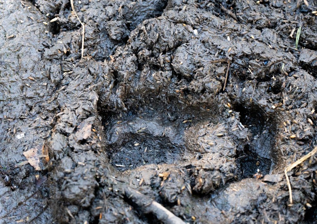 Tuvplāns: skaidri redzams, svaigs brūnā lāča pēdas nospiedums tumšos, mitros dubļos Talsu novada mežā.