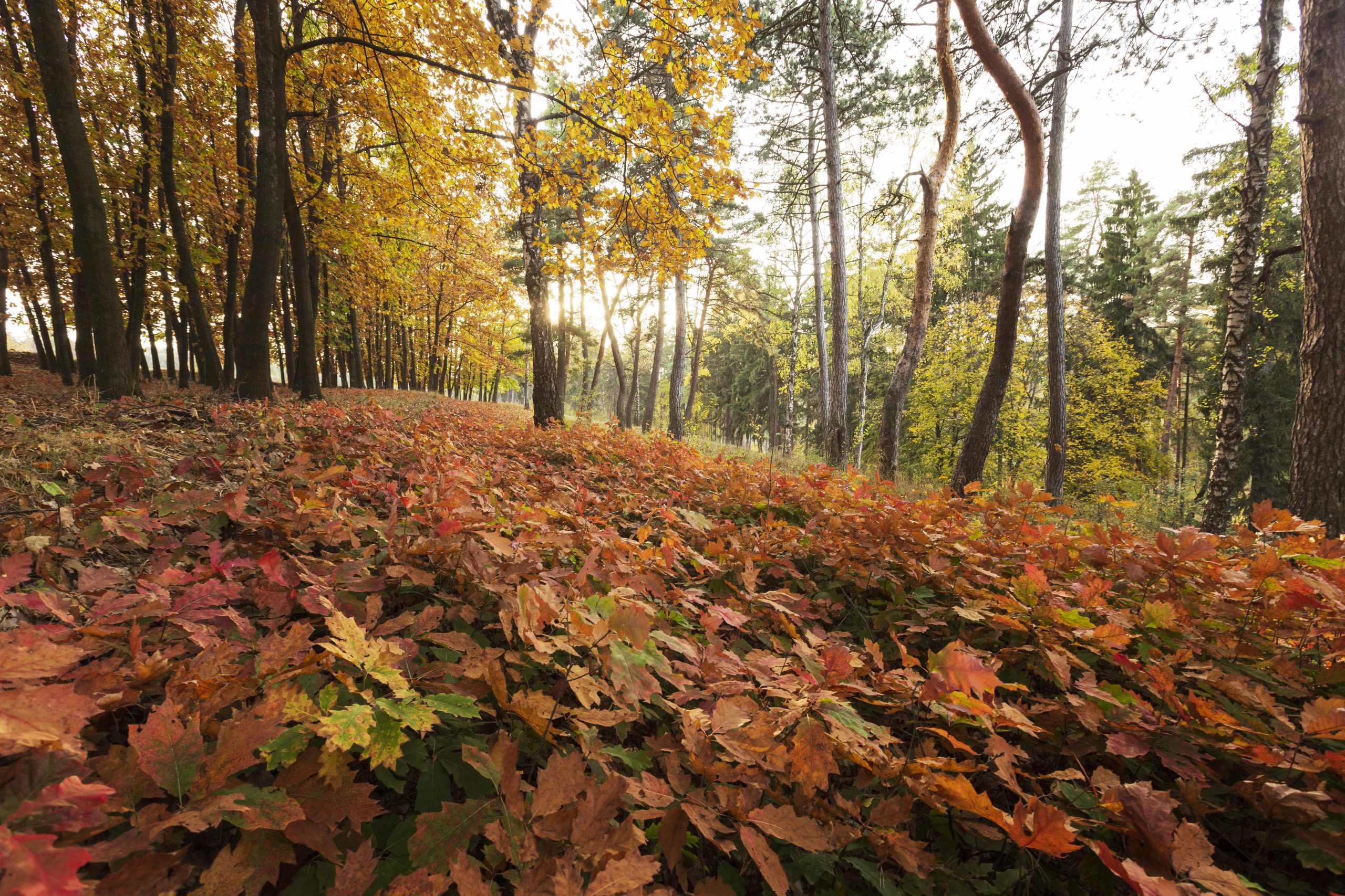 Rudens mežs ar krāsainām lapām