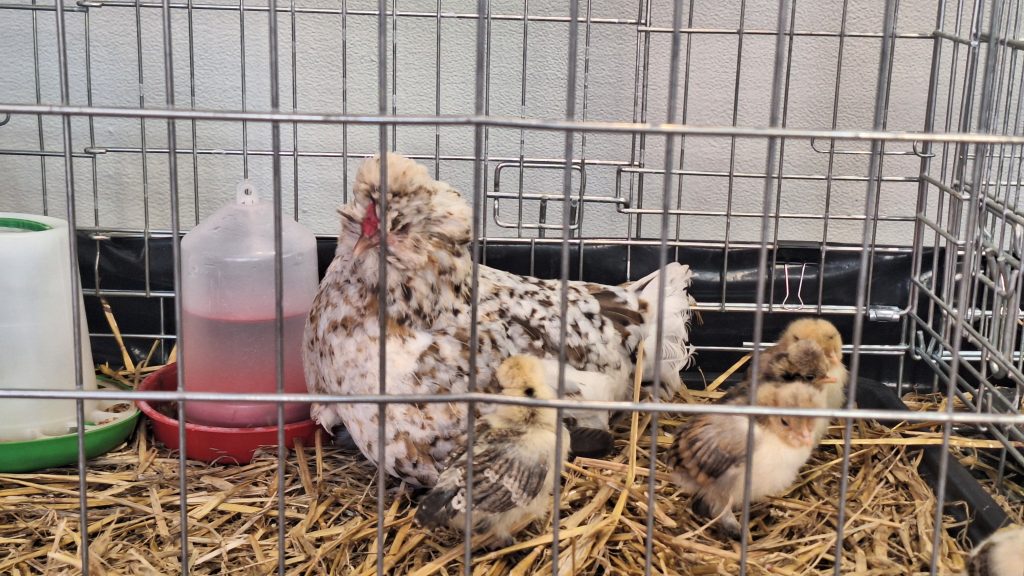 Balti-raiba, kupla vista ar diviem maziņiem cāļiem būrī pie dzirdinātavas.