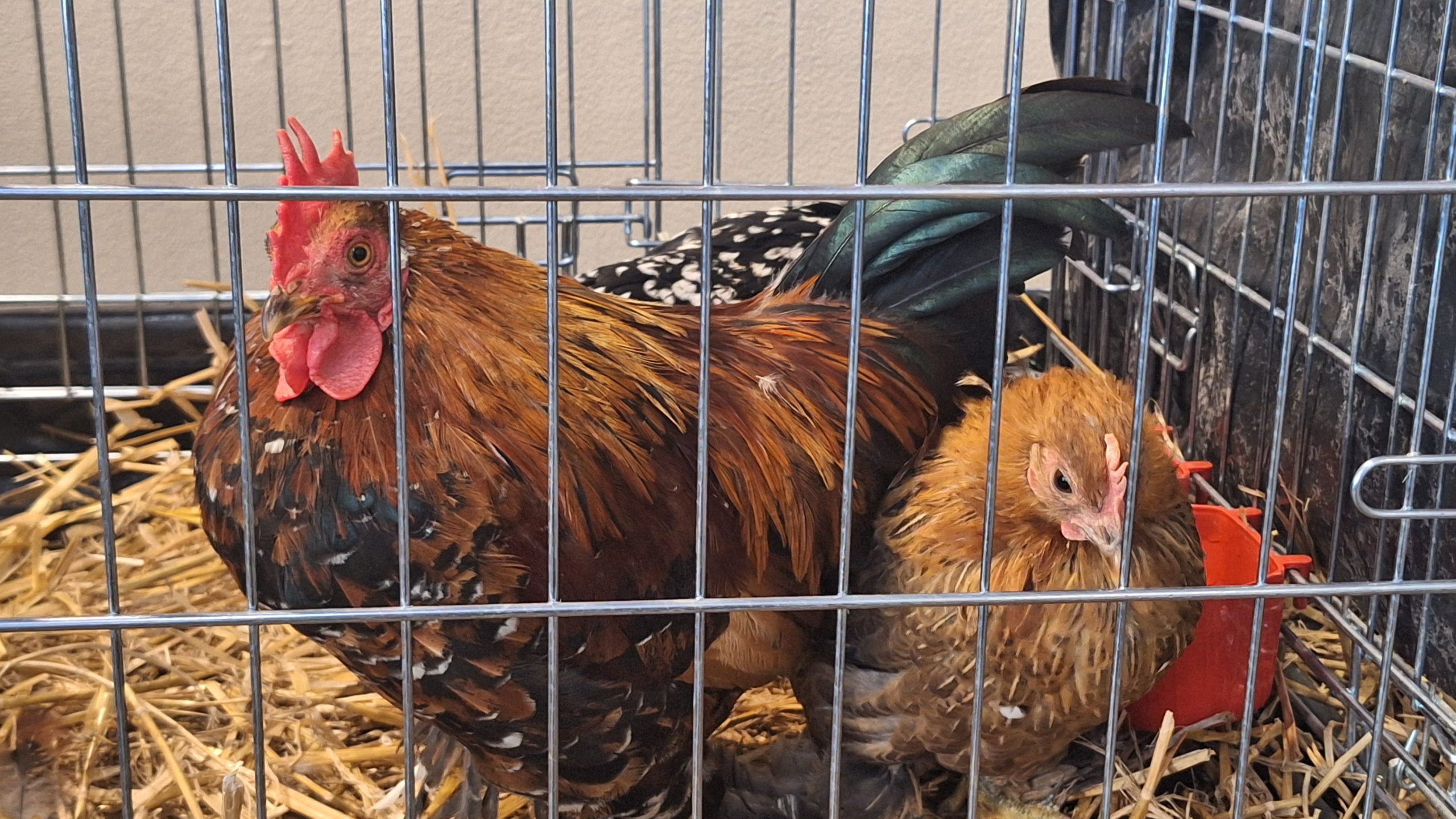 Brūni raibs gailis ar sarkanu cekulu un mazu vistiņu būrī uz siena pakaišiem izstādē.