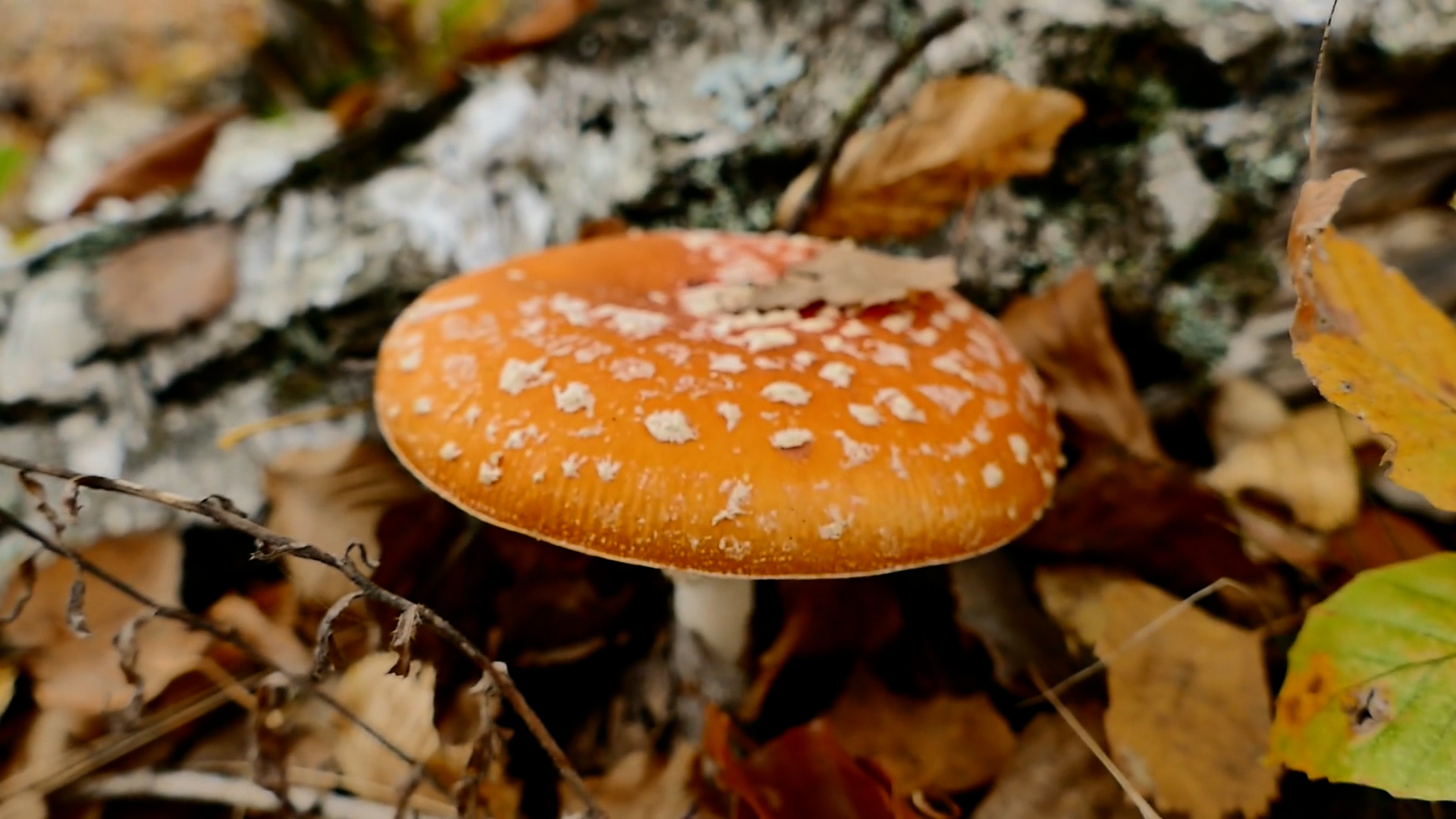 Sarkanā mušmire – spilgti oranža sēne ar baltām zvīņām uz cepurītes, aug starp rudens lapām.