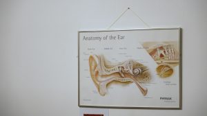 Ausu anatomijas plakāts Headline klīnikā