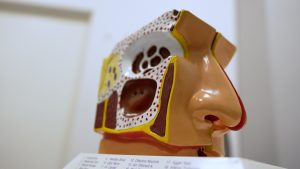 Deguna un sinusu anatomijas modelis Headline klīnikā