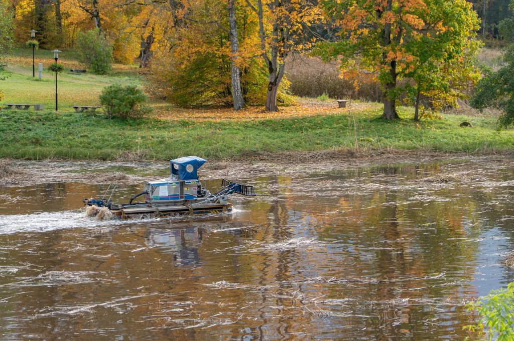 Amfībija peld pa dīķi Dundagā, tīrot ūdeni no augu atliekām, fonā rudens parks.
