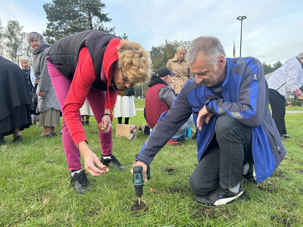Kora "Ulbroka" dalībnieki stāda tulpi, izmantojot rokas urbi zemes sagatavošanai.