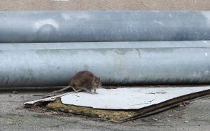 Pilsētvidē redzams žurka pie metāla caurulēm – grauzēji ir galvenie leptospirozes pārnēsātāji.