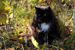 Melns kaķis ar baltu krūtiņu rudens mežā pie mušmires.