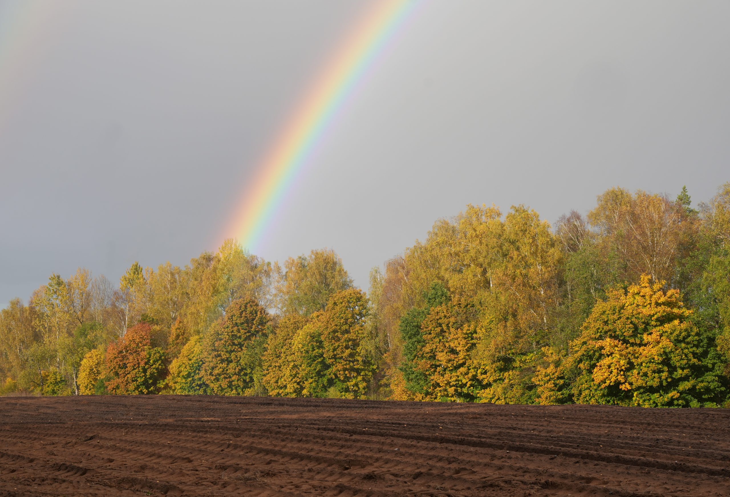 Krāsaina varavīksne pār rudens kokiem un tumšu aramzemi lauka priekšplānā.