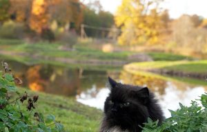 Melns kaķis rudens ainavā pie dīķa ar dzeltenu un oranžu lapu atspulgiem ūdenī.