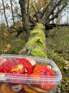 Plastmasas trauks ar sarkanām mušmirēm stāv uz krituša, ar sūnām apaugta koka mežā.