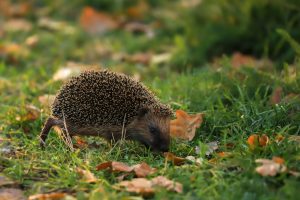 Ezis staigā pa zāli starp rudens lapām.