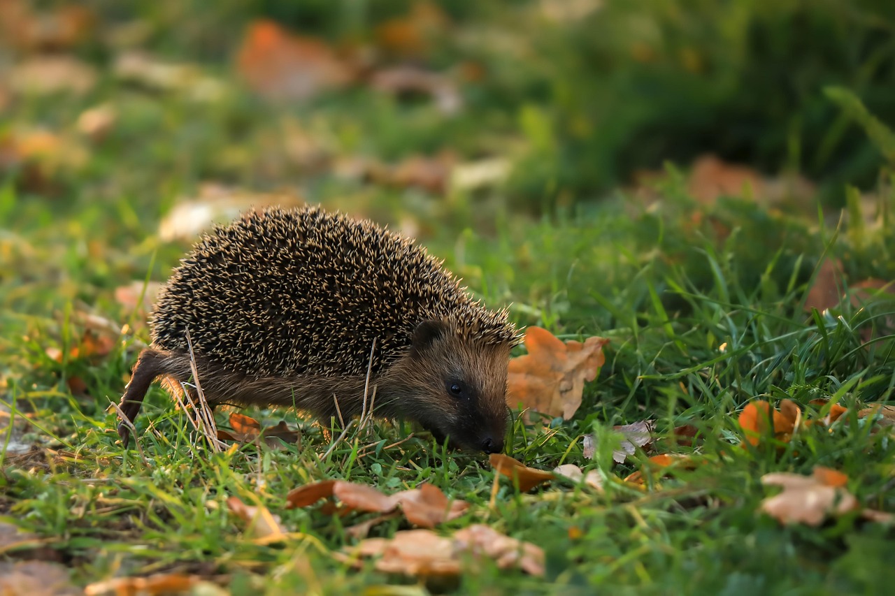 Ezis staigā pa zāli starp rudens lapām.