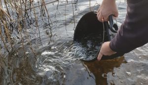 Cilvēka rokas izber no melna spaiņa simtiem zivju mazuļu ūdenī pie niedrēm.