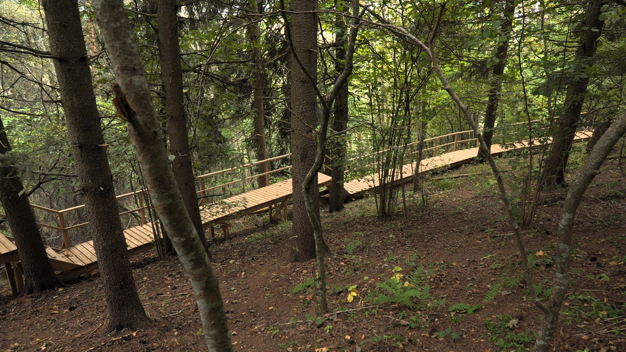 Koka laipa vijas horizontāli gar stāvu meža nogāzi, kas klāta ar koku stumbriem.