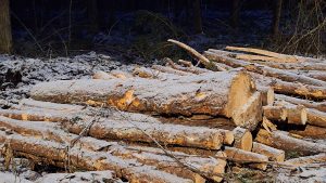 Sniegā apsniguši nozāģētu koku baļķi, kas sakrauti meža malā.