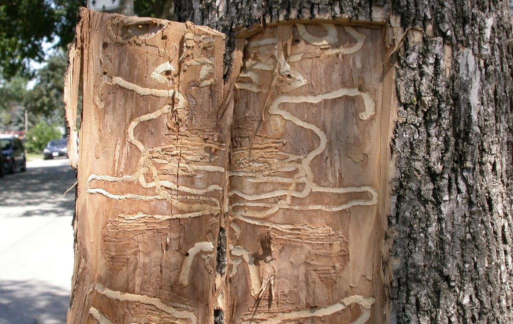 Oša stumbrā redzami ošu smaragdzaļās krāšņvaboles izgrauztie tuneļi zem mizas
