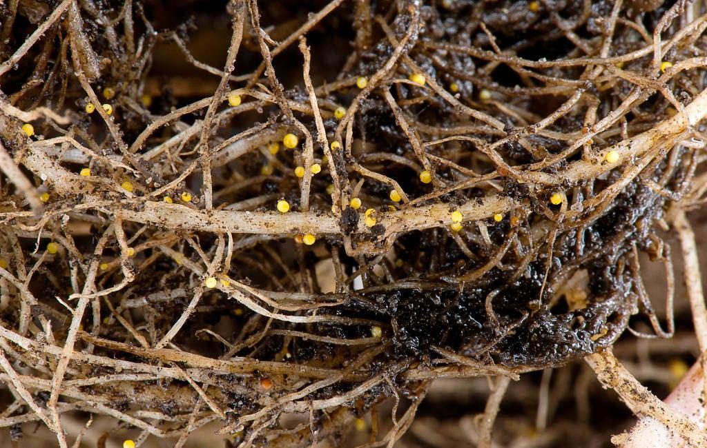 Kartupeļu sakņu sistēma ar daudziem dzelteniem cistu nematožu burbulīšiem, kas blīvi klāj saknes inficētā augsnē
