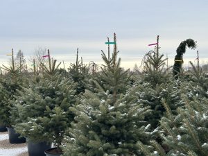 Ziemassvētku eglītes podos egļu audzētavā ar krāsainām marķēšanas lentām, apsnigušas ziemas rītā.