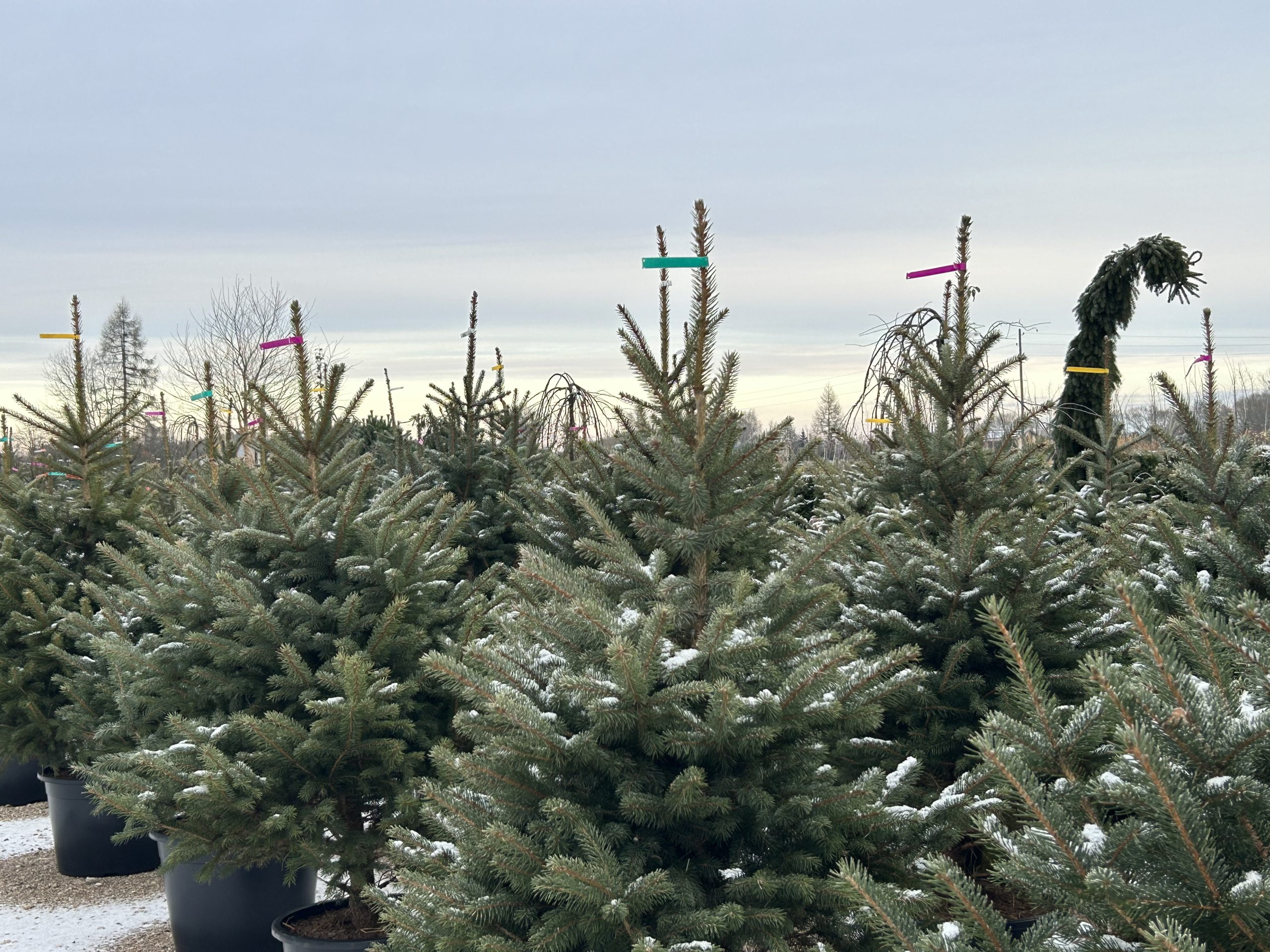 Ziemassvētku eglītes podos egļu audzētavā ar krāsainām marķēšanas lentām, apsnigušas ziemas rītā.
