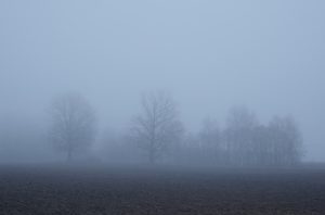 Koki miglā virs tumša lauka drēgnā rītā