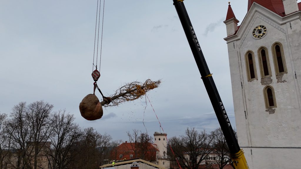 Celtņa strēle debesīs virs Cēsu vecpilsētas, ar paceltu ginka koku, kas tiek transportēts pāri ēkām, blakus baltam baznīcas tornim.